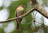 Streaked Flycatcher